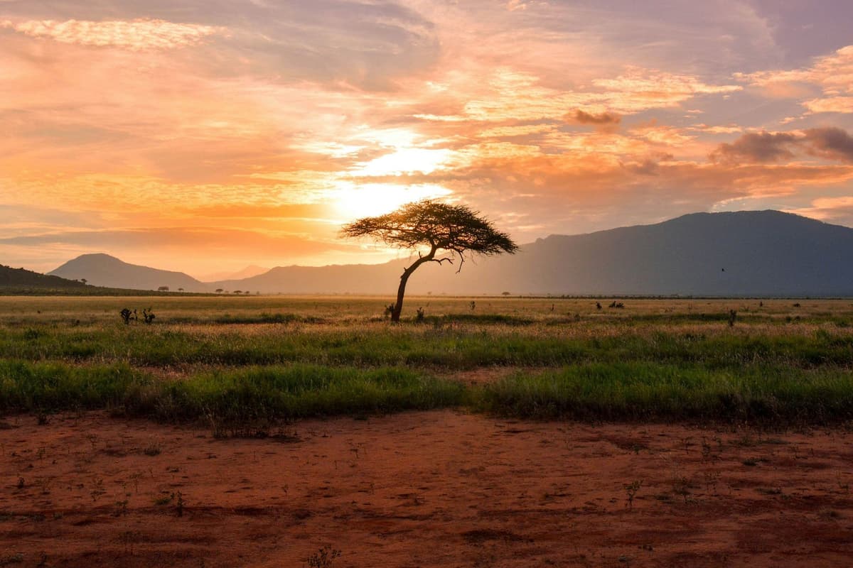 African savanna at sunrise with acacia tree
